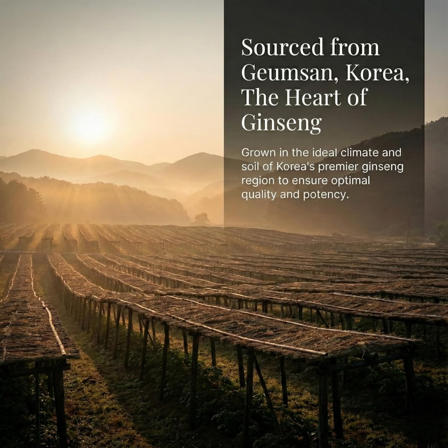 Korean Red Ginseng Prime Liquid Extract - 11mg Ginsenosides, 6-Year-Old Panax Red Ginseng for Energy & Immune Support - Dr. Kim Formulated, No Added Sugar, Vegan - 5 Pouches (30 mL Each) - Image 6