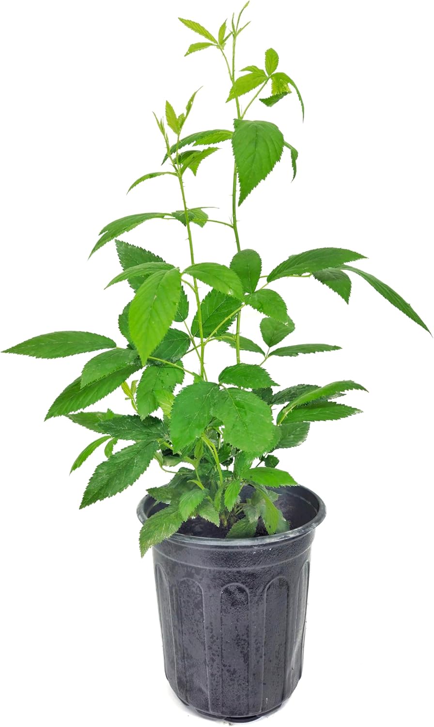 Snowbank White BlackBerry Plant – 6 Inch Pot | Rare Edible Fruit | BlackBerry Bush for Garden or Patio