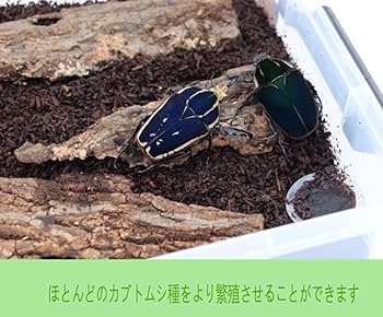 Amazon | 大きいクワガタカブトムシプロのケース 産卵用、幼虫