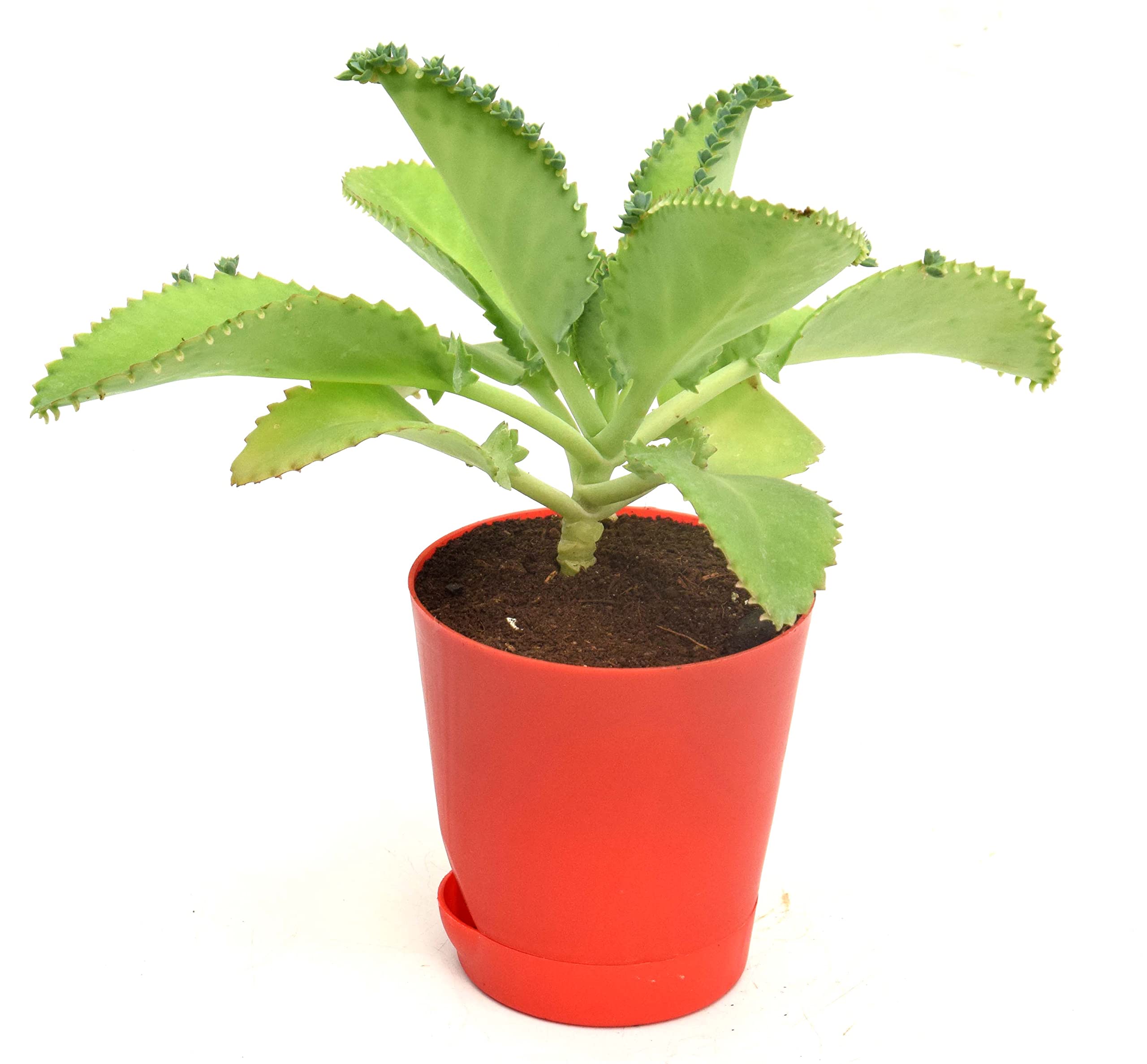 Mother of Thousands,Succulent,Devil Backbone Kalanchoe Laetivirens,Medicinal plant in Self Watering Pot by Veryhom