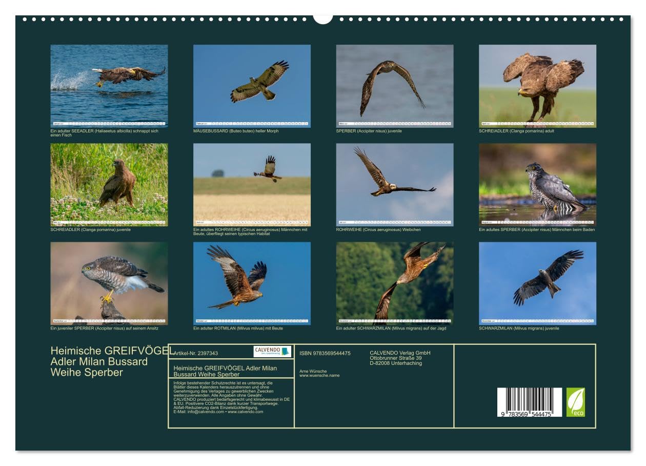 CALVENDO - Heimische GREIFVÖGEL Adler Milan Bussard Weihe Sperber (hochwertiger Premium Wandkalender 2027 DIN A2 quer), Kunstdruck in Hochglanz: Ausgesuchte Aufnahmen aus der Familie der Habichtartige