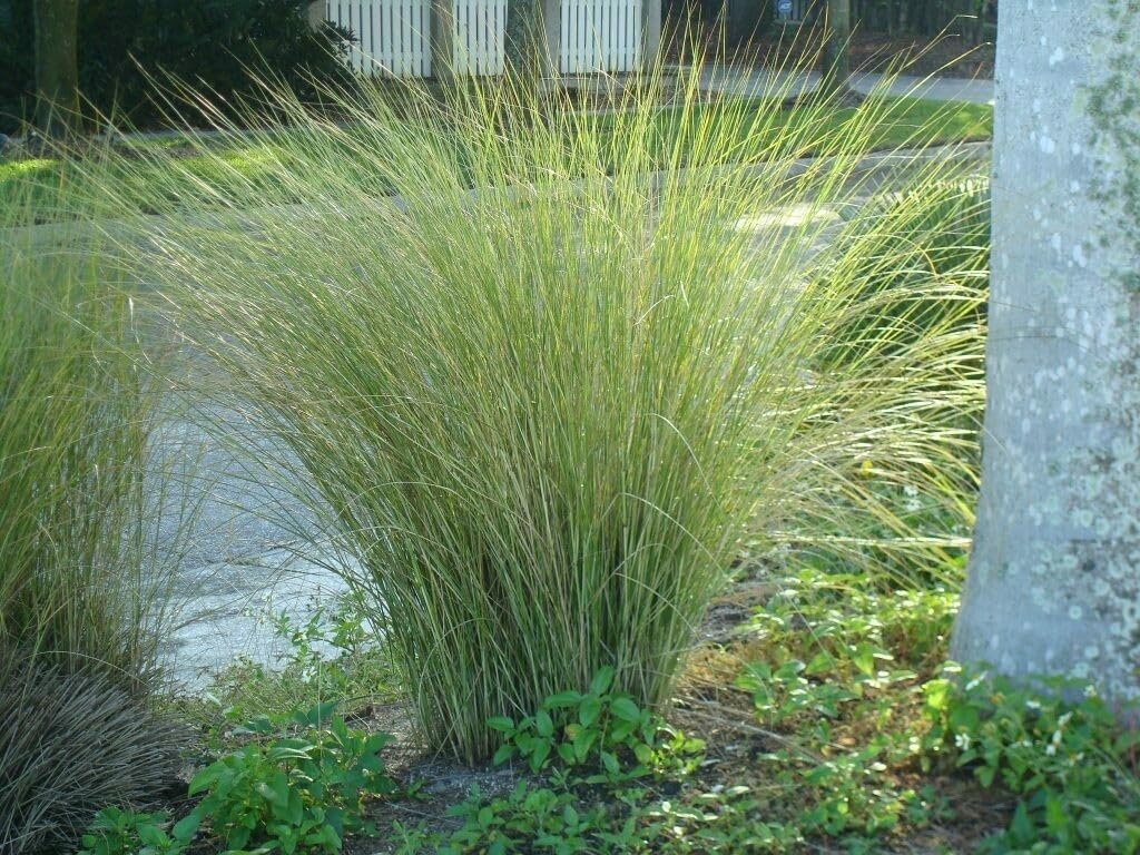 Sand Cord Grass I 3 Large Trade Gallon Size Plants I Spartina Bakeri I Live Plants, Salt-Tolerant Native Grass for Wetlands, Erosion Control, and Coastal Landscaping