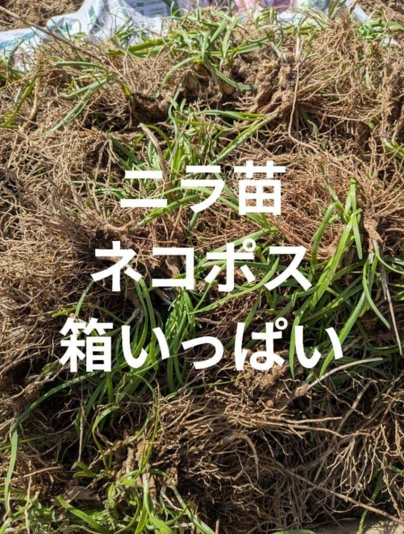 Amazon.co.jp: ニラ苗 箱いっぱい : ホビー