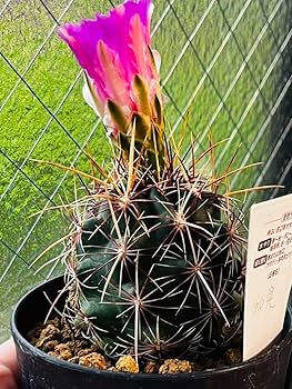 Amazon.co.jp: もうすぐピンク花咲きます蕾付き和光丸 丸サボテン 抜き Amazon.co.jp: もうすぐピンク花咲きます蕾付き和光丸 丸サボテン 抜き
