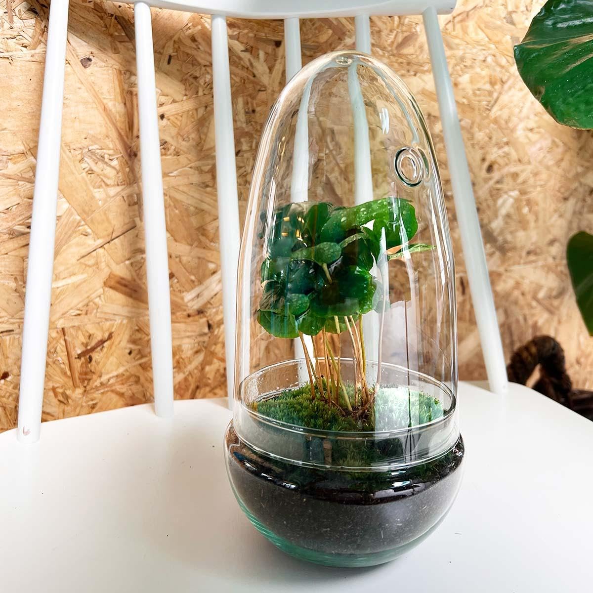 urbanjngl - urbanjngl.com - Egg Coffea - Flaschengarten - Zweiteilige Glaskuppel - DIY Terrarium mit Pflanzen im Glas - Ø 12 cm ↑ 25 cm