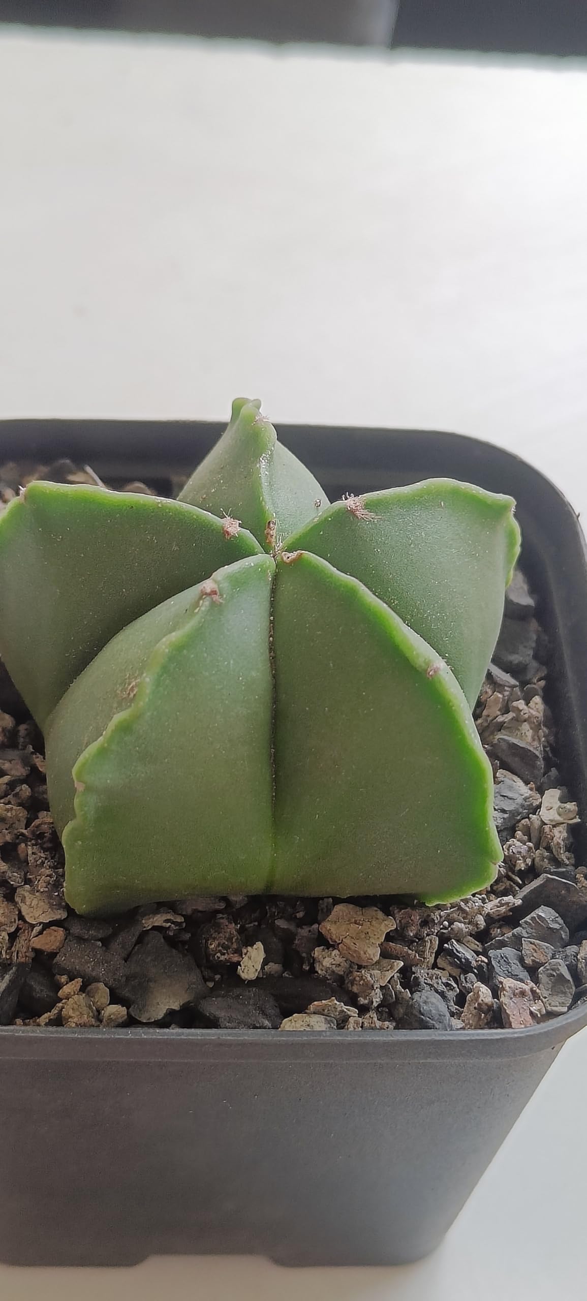 PASSION GARDEN ASTROPHYTUM MYRIOSTIGMA PENTACOSTATUM