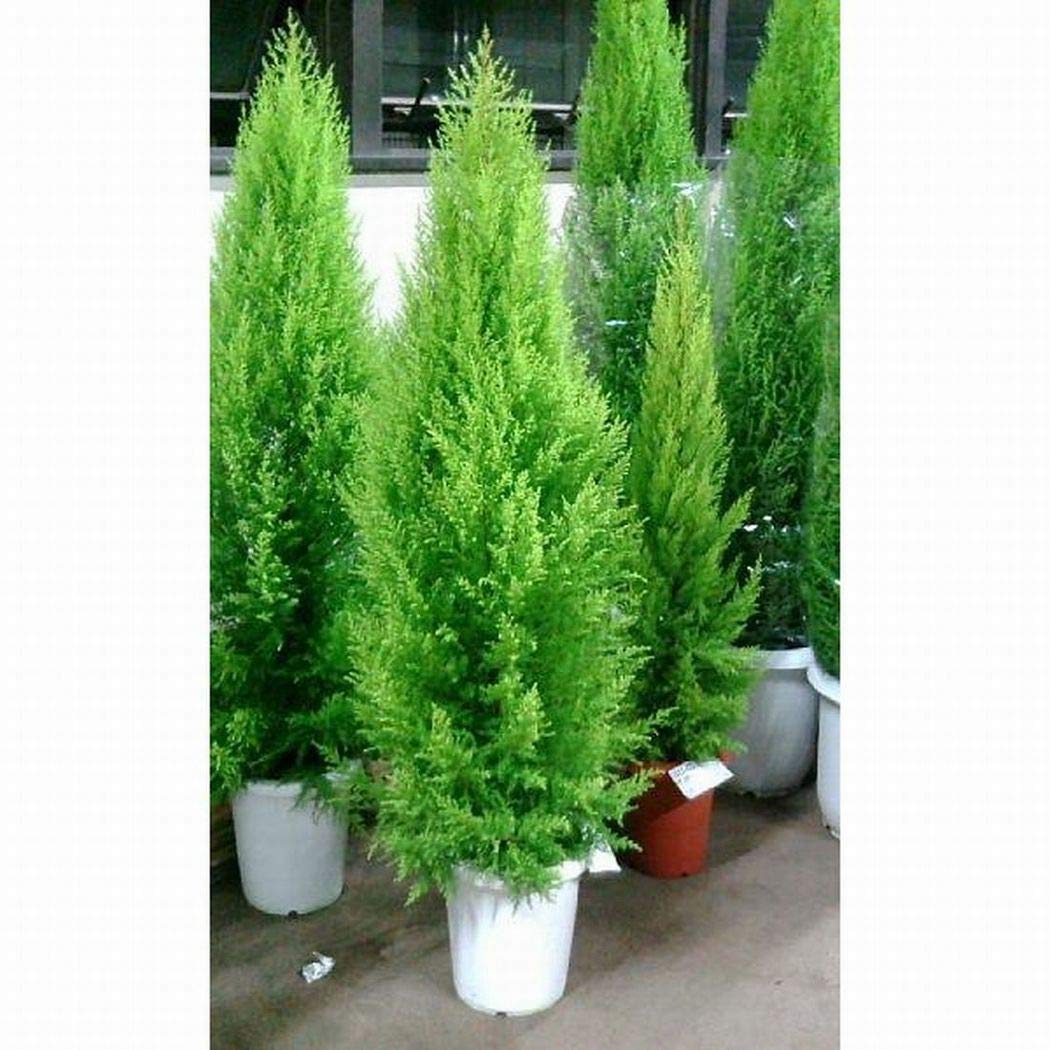 光の庭　ゴールドの素敵な額装込み　オイルパステル オイルパステル（ホルベイン）(パステル画)-7ページ目 | 額縁