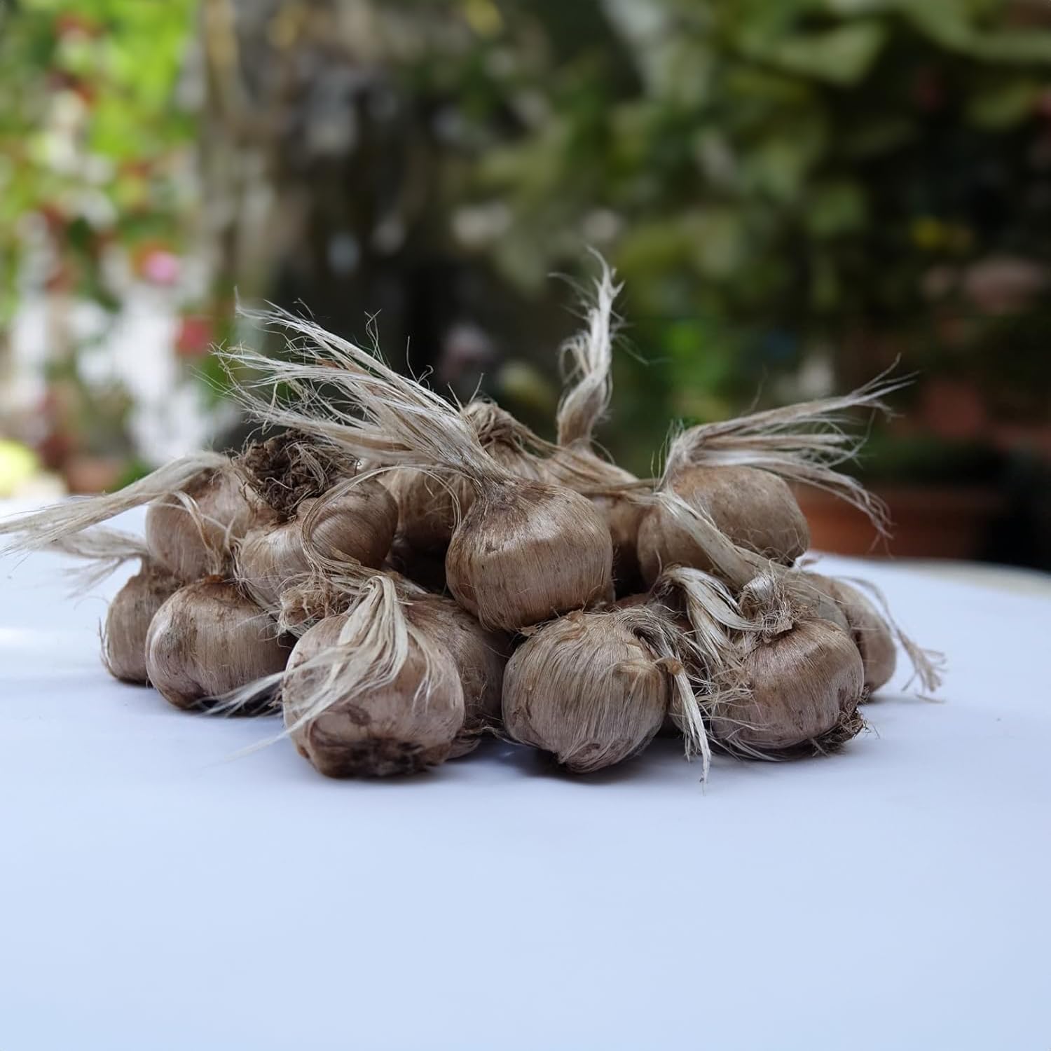 50 Bulbi di CROCO DA ZAFFERANO (Crocus sativus) circonferenza 10/+ cm DISPONIBILITA' IMMEDIATA