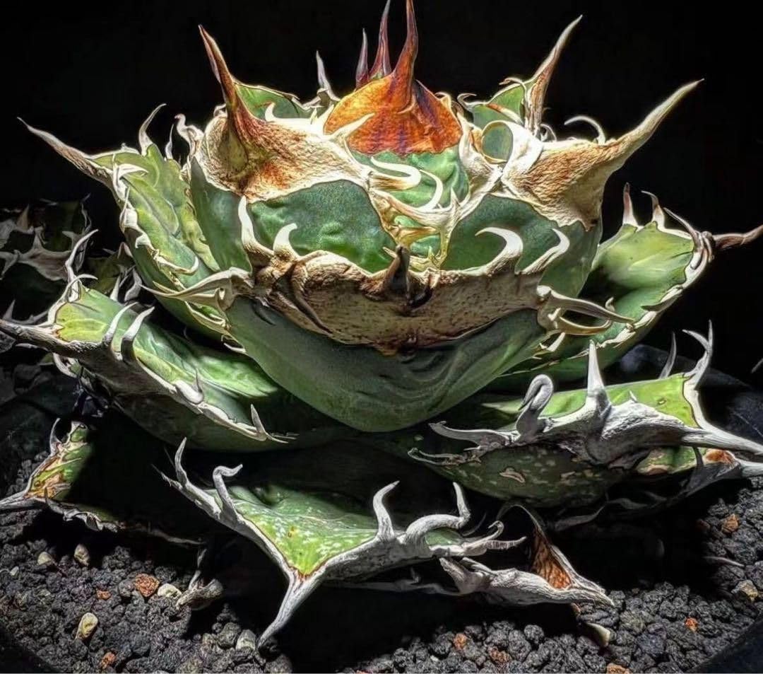 アガベ チタノタ タランチュラ イラン産 アガベ チタノタ タランチュラ | PROTOLEAF プロトリーフ