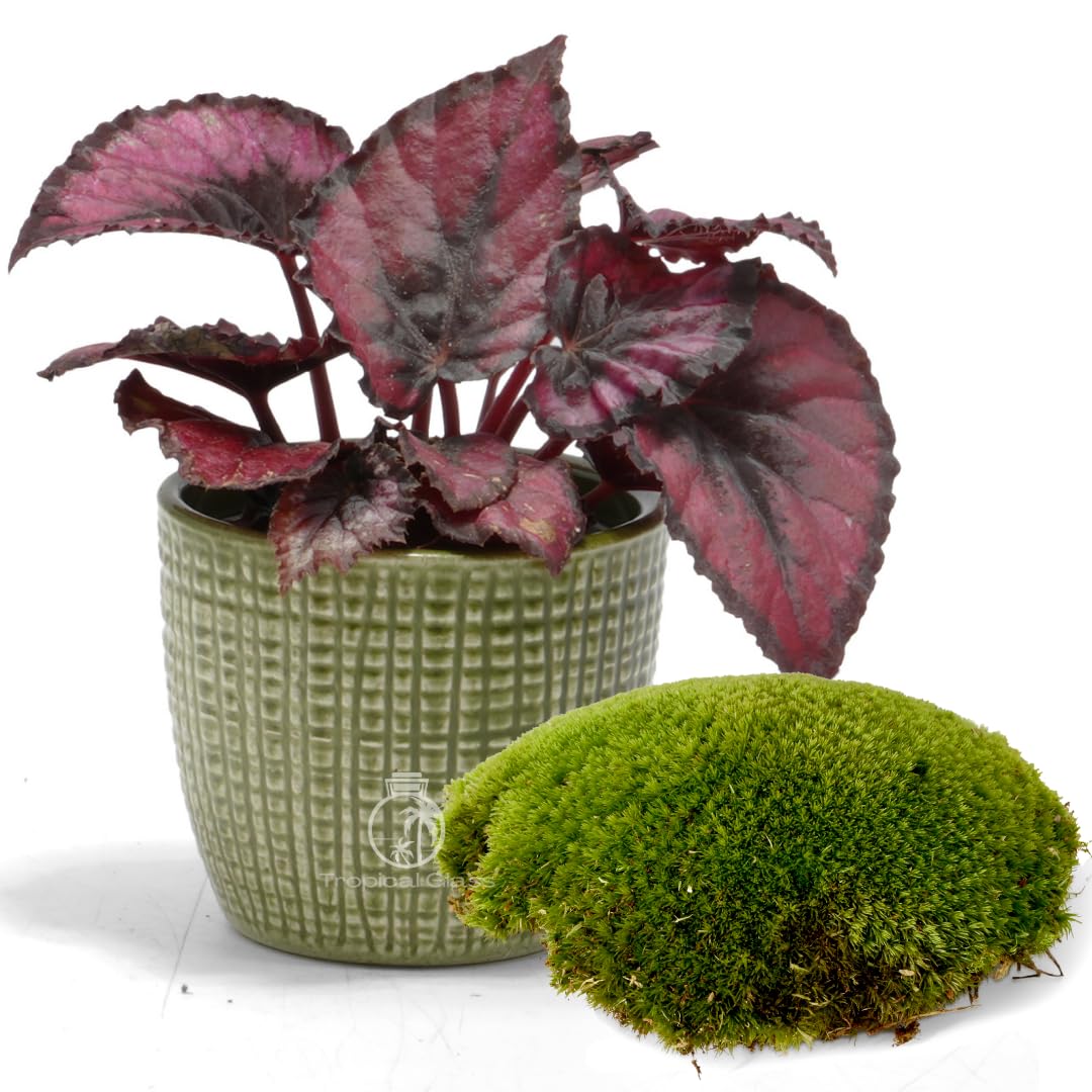 Begonia Rex ‘Red Kiss’ – Striking Red Houseplant for Terrariums or Indoor Decor | Small Leafy Plant for Desks, Shelves or Thoughtful Presents | Easy Care Variety (Plant Only)
