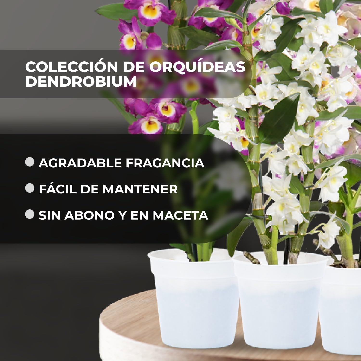 Colección de orquídeas de Bambus Dendrobium Nobile, 3 plantas grandes reales de interior de Holanda, de 30-40 cm de altura, florecientes y fragantes