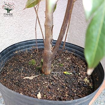 常緑樹 苗木 小型 ポット栽培 オンコの木 イチイの木 48本 楽天市場