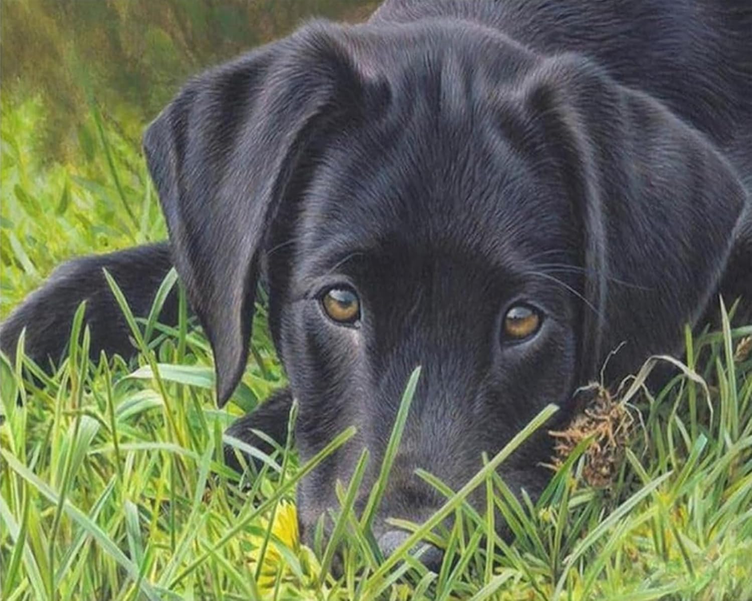 Amazon プリントクロスステッチキッラブラドール・レトリバー11CT 刺繍スターターキットDIY初心者大人刺繍キット完璧な装飾