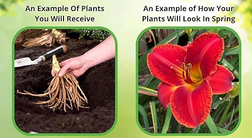 Miniatura 2 de Indian Pink - Spigelia Marilandica Planta de jardín vivo de raíz desnuda perenne - No se puede enviar a: CA