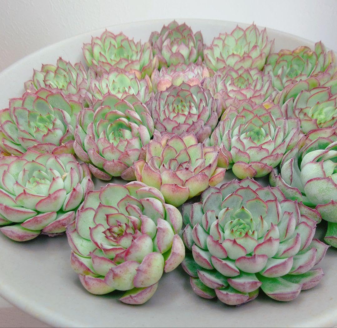 Amazon.co.jp: 超美苗大苗超レア幻のバラ18苗エケベリア多肉植物韓国苗