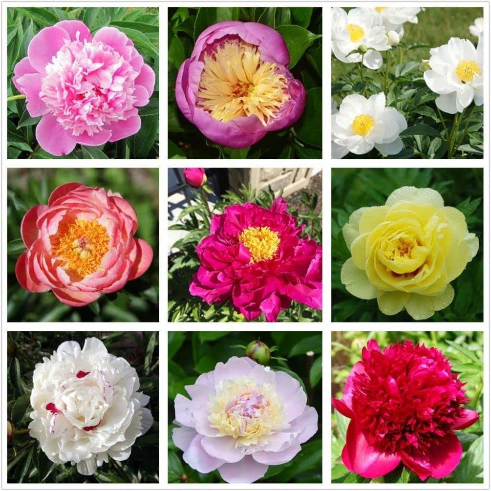 Amazon.com : Peony Mix 25+ Seeds Flowers Planting for Outdoor
