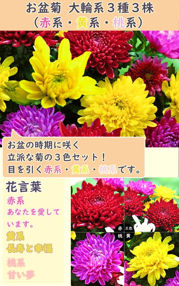 Amazon.co.jp: 花苗 お盆菊 大輪系 3種3株 （赤系・黄系・桃系） 7.5