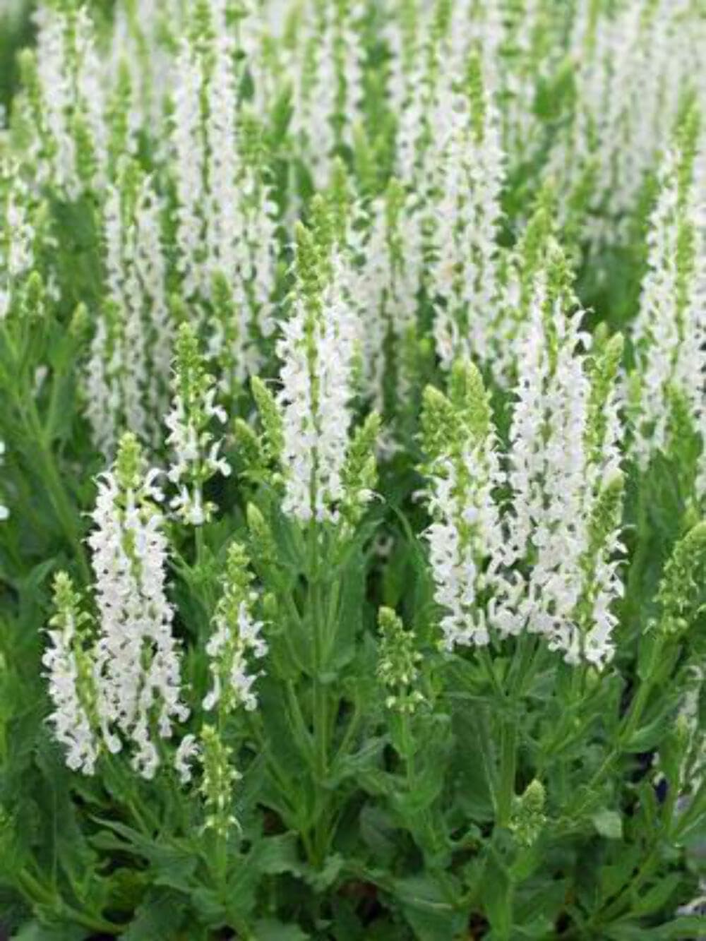 Perennial Farm Marketplace Snow Hill Salvia