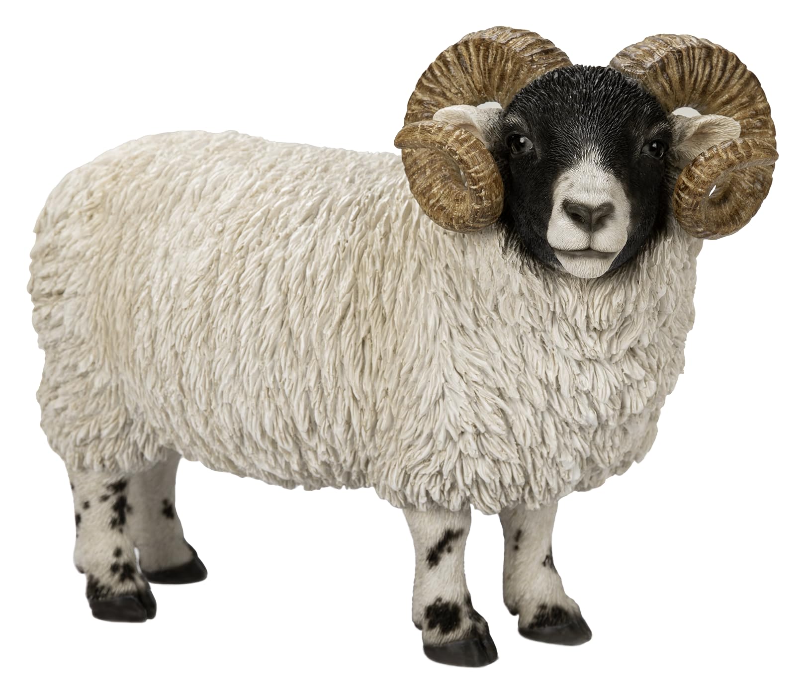 Vivid Arts Multicolor - Rl Scottish Blackface Ram - Xrl-Bfac-D