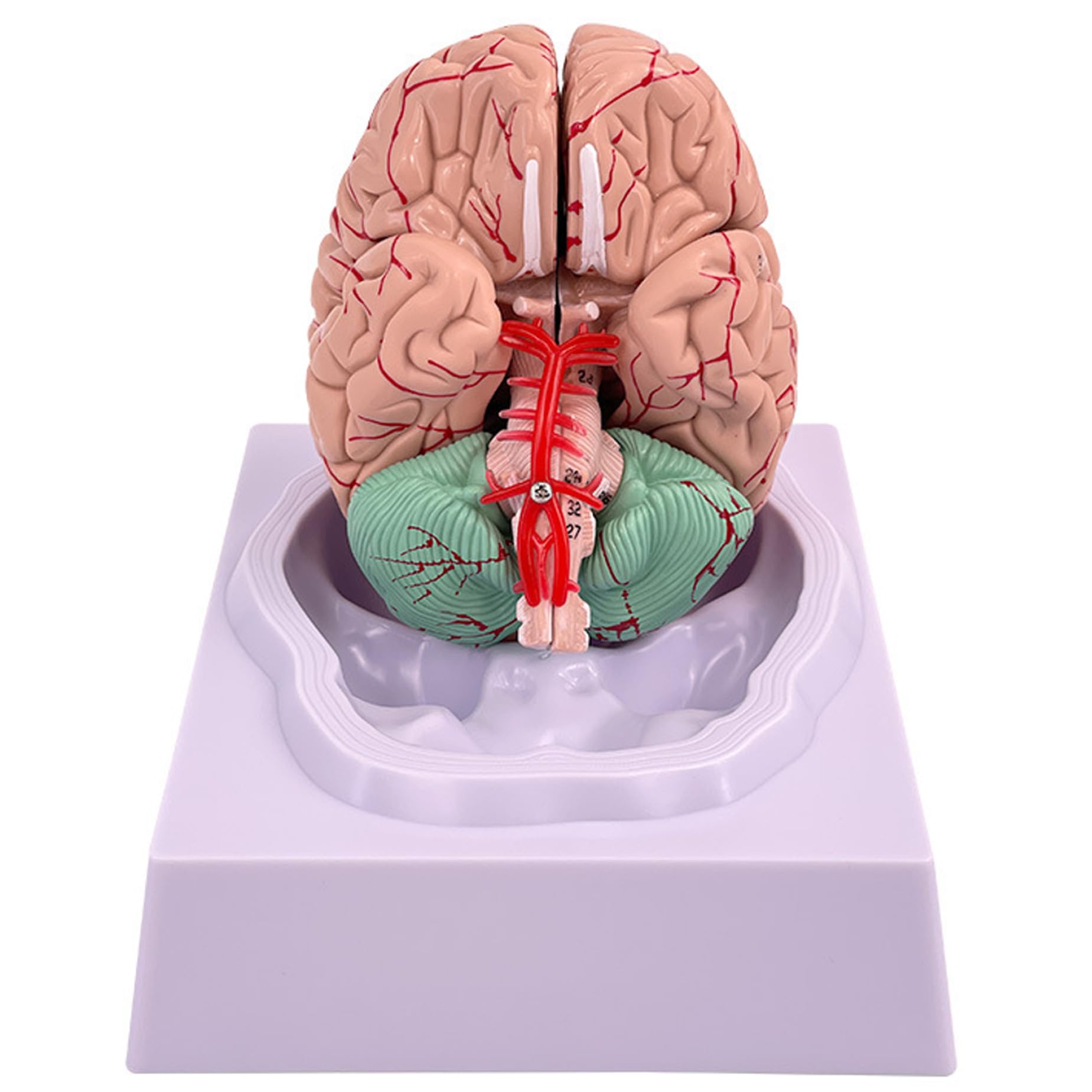 Trrymbbe Brain Model Human Brain 8-Part Model Of with 32 Digital Identifiers Life Size Human Anatomy for Science Classroom Study Display Teaching Medical Anatomy