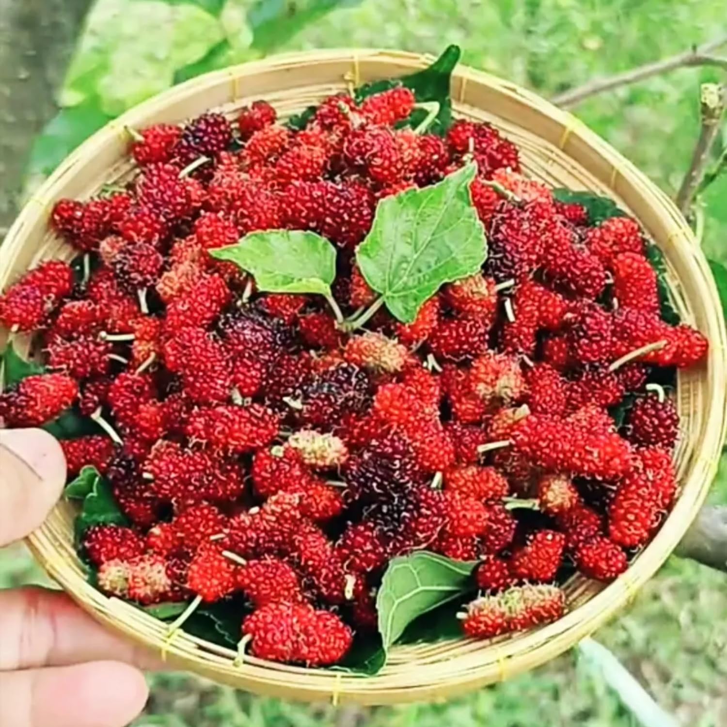 Red Mulberry Fruit Edible