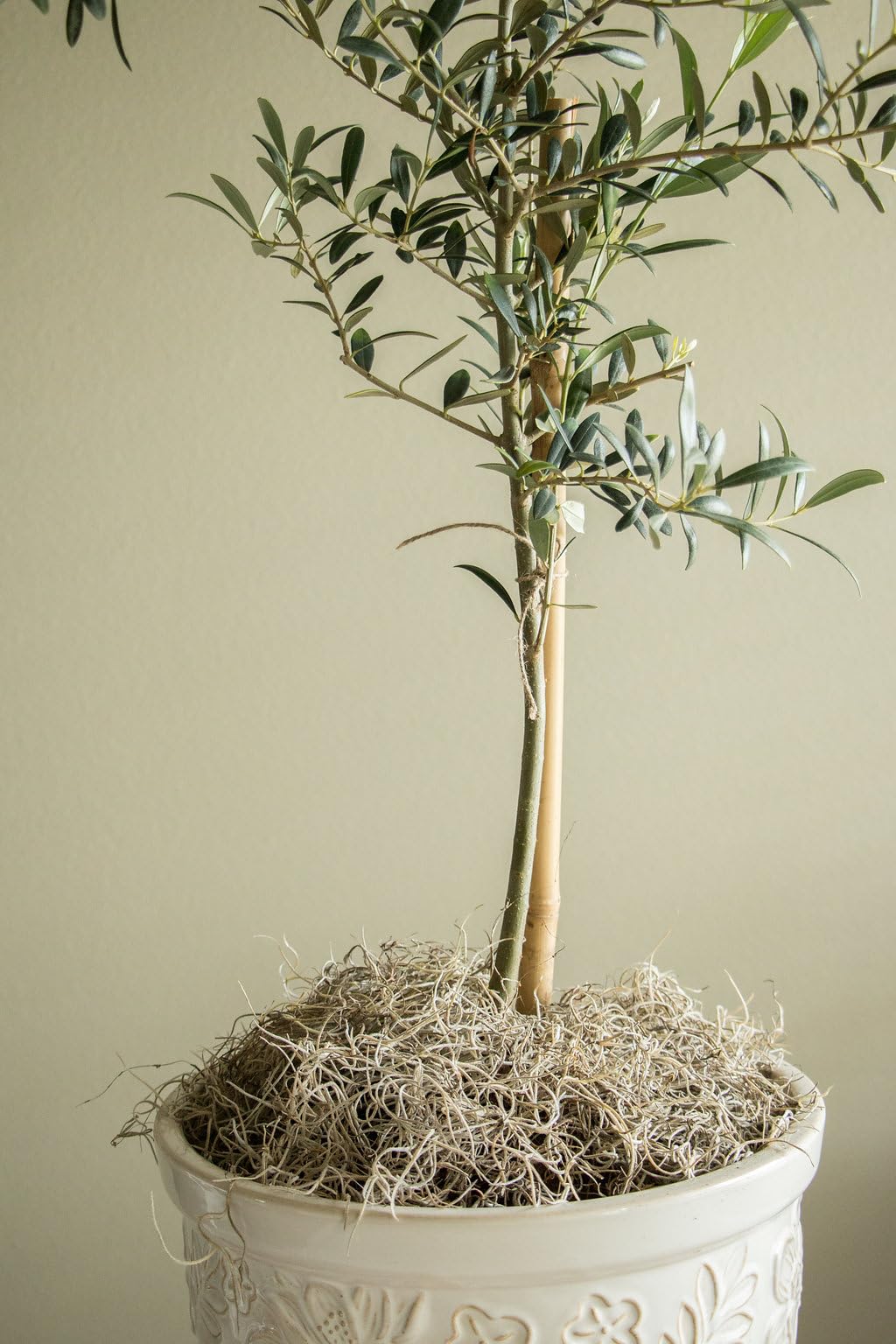 Amazon.com: Quality Growers - Mr. Big Fresh Preserved Spanish Moss