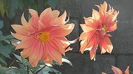 Review Image by JerryInLodi JerryInLodi