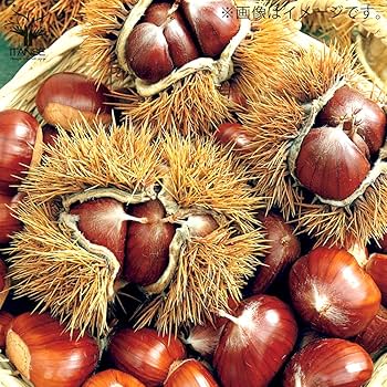 Amazon.co.jp: 栗の苗 ぽろたん・美玖里(みくり) 受粉樹2本セット 4~5 Amazon.co.jp: 栗の苗 ぽろたん・美玖里(みくり) 受粉樹2本セット 4~5