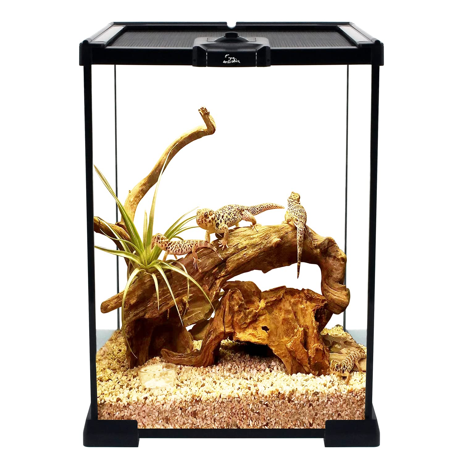Reptile Growth Terrario combinación, 8" x 8"x 12" terrario Reptiles，terrarios para Reptiles para Leopardo Gecko dragón Barbudo Lagarto Caracol Palo Insecto tarántula Gecko Serpiente