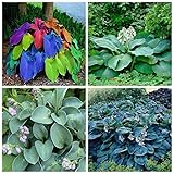 Hosta Bulbo, Hosta Rara, Cobertura Del Suelo, Hosta, Plantas En Macetas, Cuatro Estaciones, Tolerantes Al FríO Y A La Sombra, BalcóN, DecoracióN Del Patio-10bulbos-A