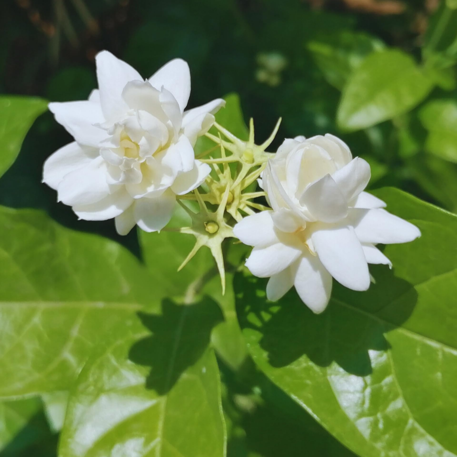 Arabian Jasmine Plant Live 12 Inches Tall Grand Duke Jasmine Live Plant Hardy