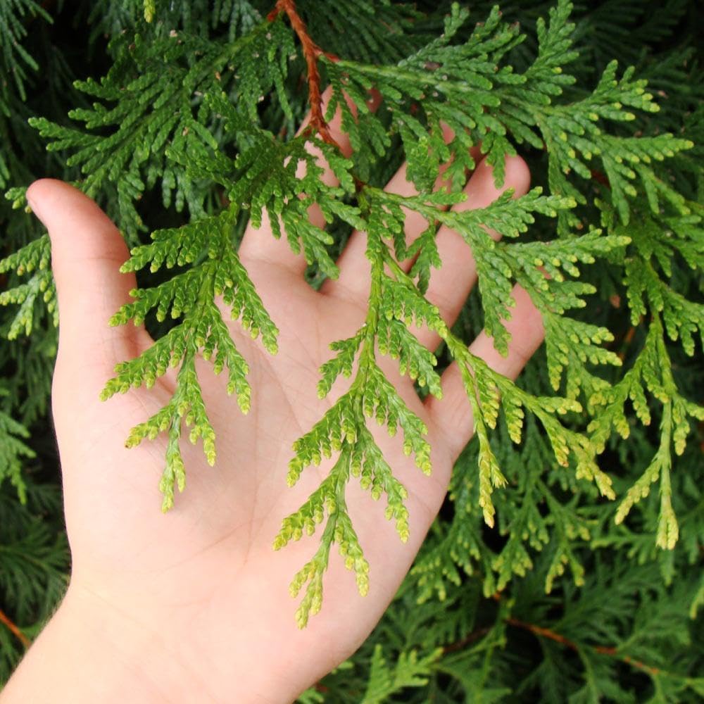 Brighter Blooms - Thuja Green Giant Arborvitae, 2-3 ft. - No Shipping to AK, AZ, HI, OR