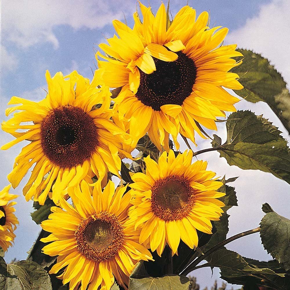 PLANTOGALLERY Flower Seeds | Sunflower Russian Giant Color Flower | F1 Hybrid | Seeds For Home Garden (PL-SEEDS-218) (B09B2P2DZB) Amazon Price History, Amazon Price Tracker