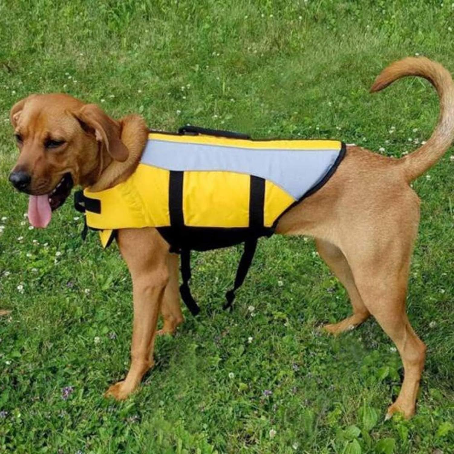 Chaleco Salvavidas para Perro, Chaleco de Flotación para Perros con Asa de Rescate y Buena Flotabilidad, Reflectante para Seguridad en Piscina, Playa y Navegaci, Blue, XL