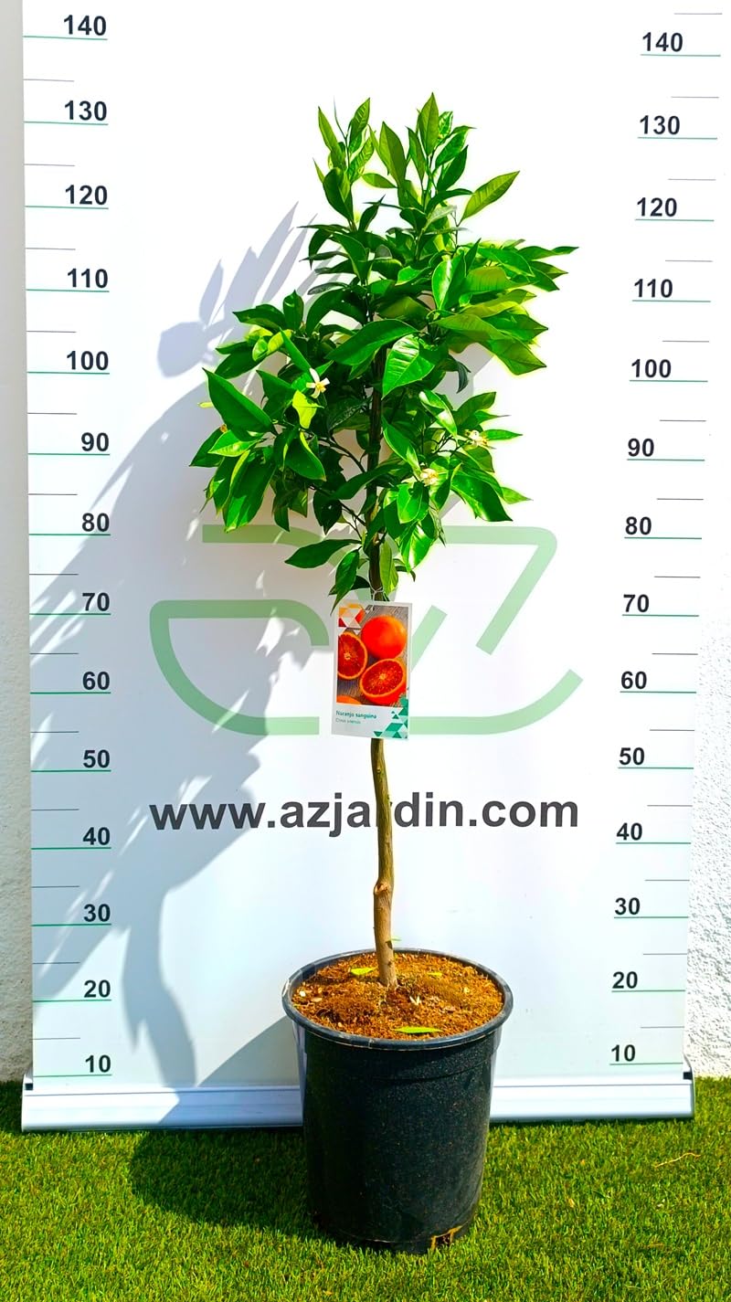 AZJARDIN.COM - Árbol de Naranjo Sanguinelli. 3 años. Planta viva dando frutos.