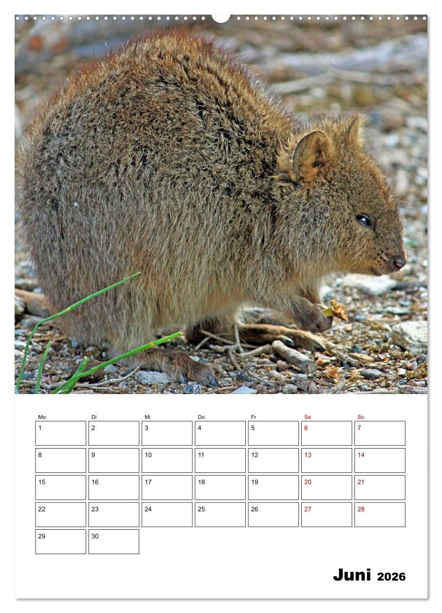 Australiens faszinierende Tierwelt (Wandkalender 2026 DIN A2 hoch), CALVENDO Monatskalender: Beeindruckende, exotische Tiere des roten Kontinents hautnah abgelichtet (CALVENDO Tiere)