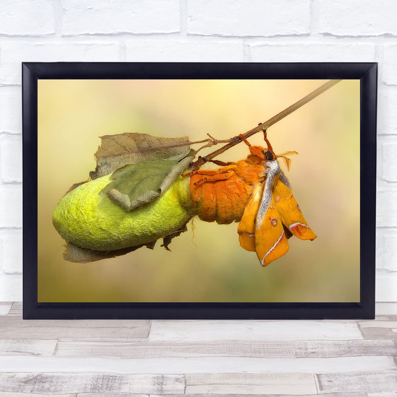 Fingerprint Designs Macro Photography Moth Antherea Yamamai Cocoons Lifecycle Emerge Wall Art Print