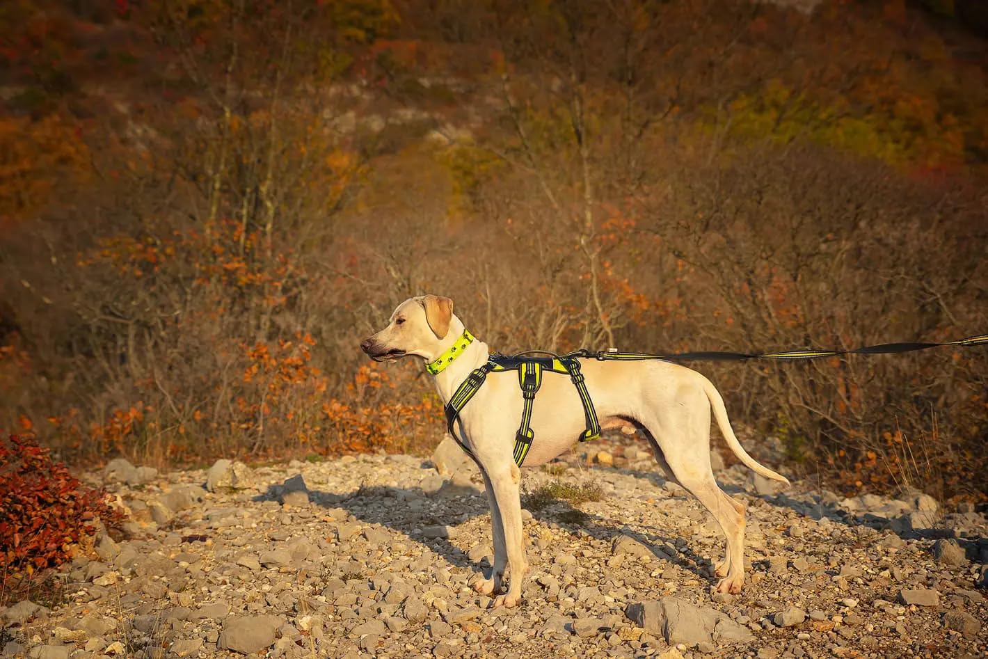 Pettorina 4 Season Broad Peak (M)