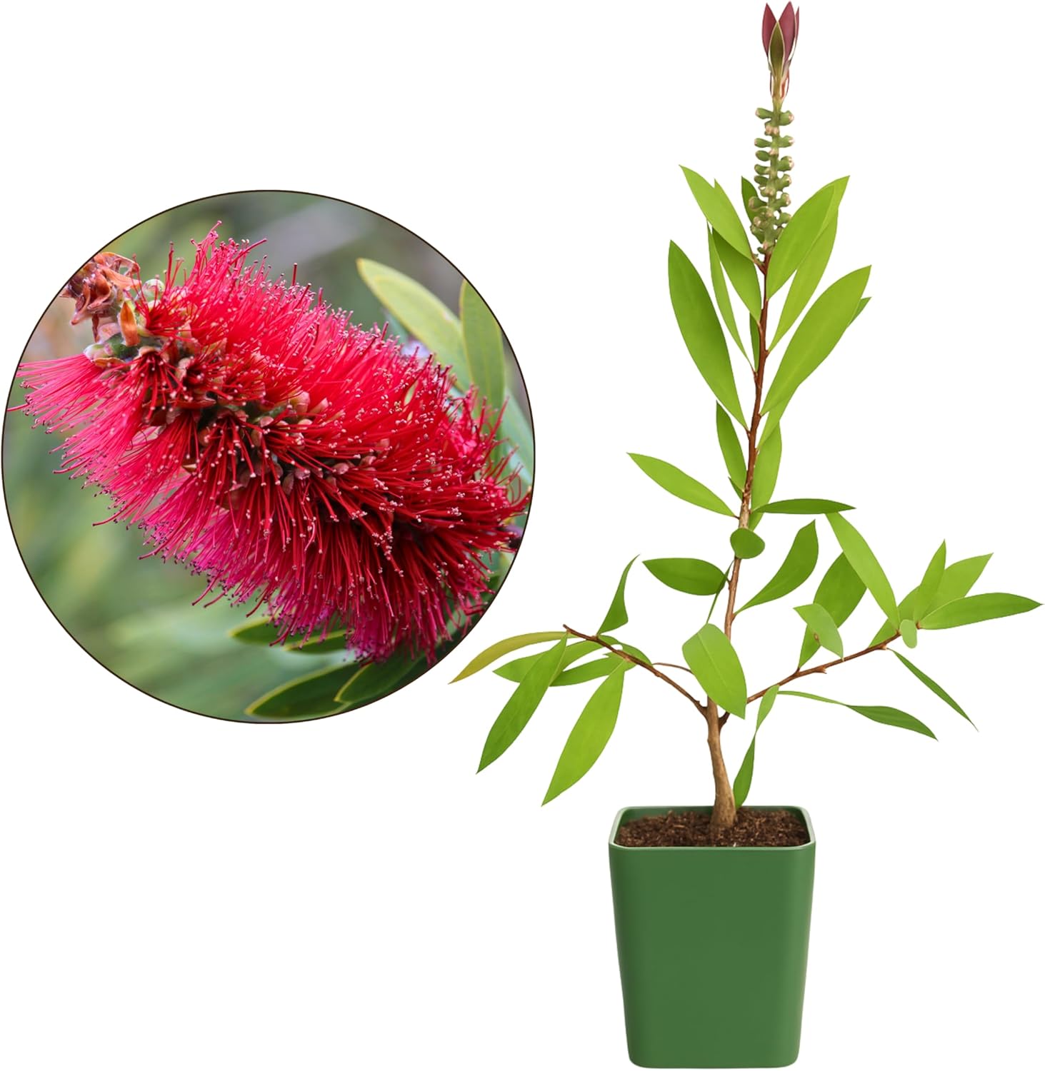 MYSHELFIE Red Bottlebrush Starter Plant Callistemon Citrinus 2 Inch Pot Evergreen Shrub Red Floral Live Plant Fire Resistant Landscape Outdoor Garden (3)