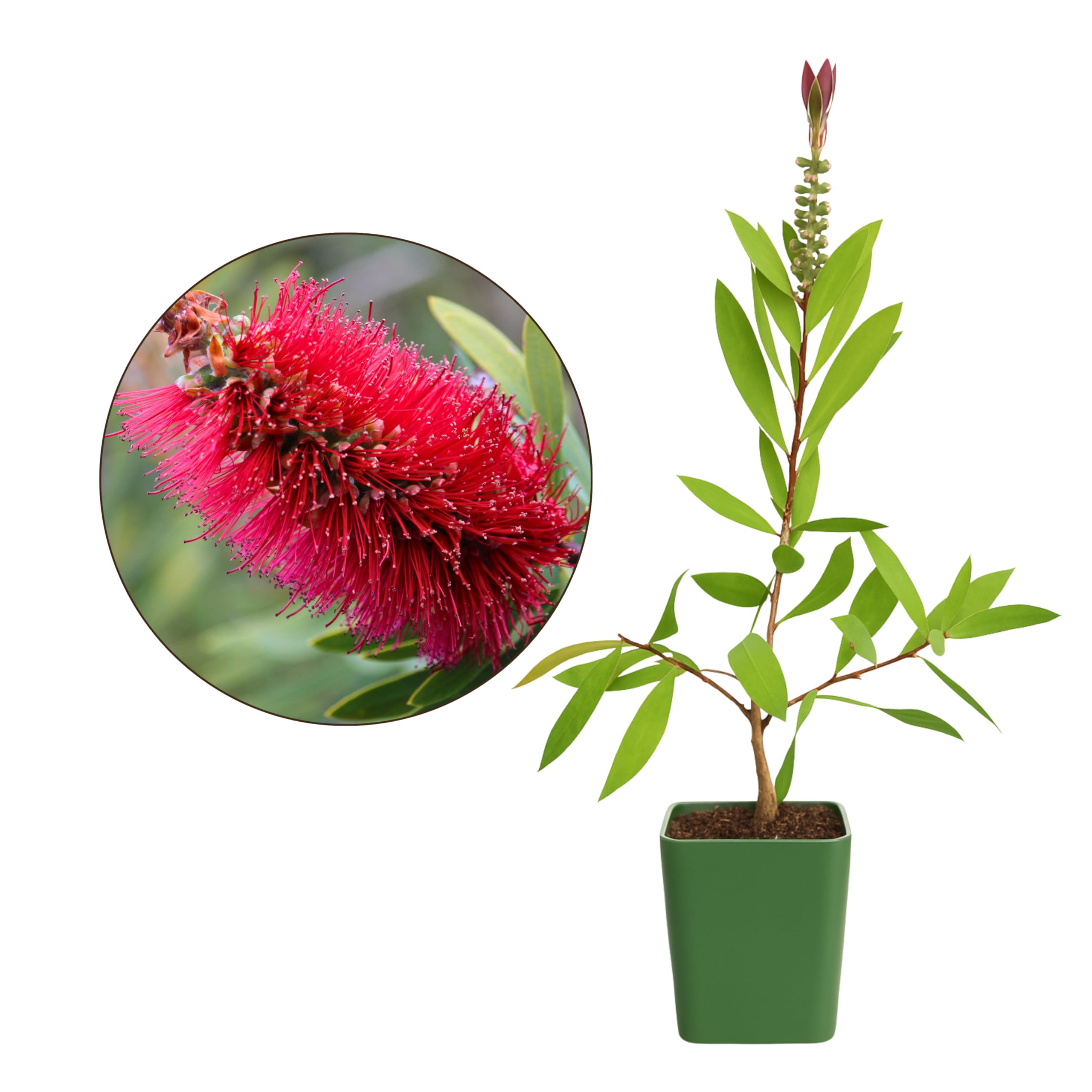 MYSHELFIE Red Bottlebrush