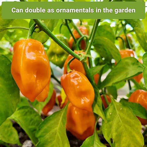 Miniatura 5 de Sow Right Seeds - Colección de semillas de pimiento picante para plantar - Incluye habanero naranja, fantasma, tailandés, cayena, tabasco, bonete