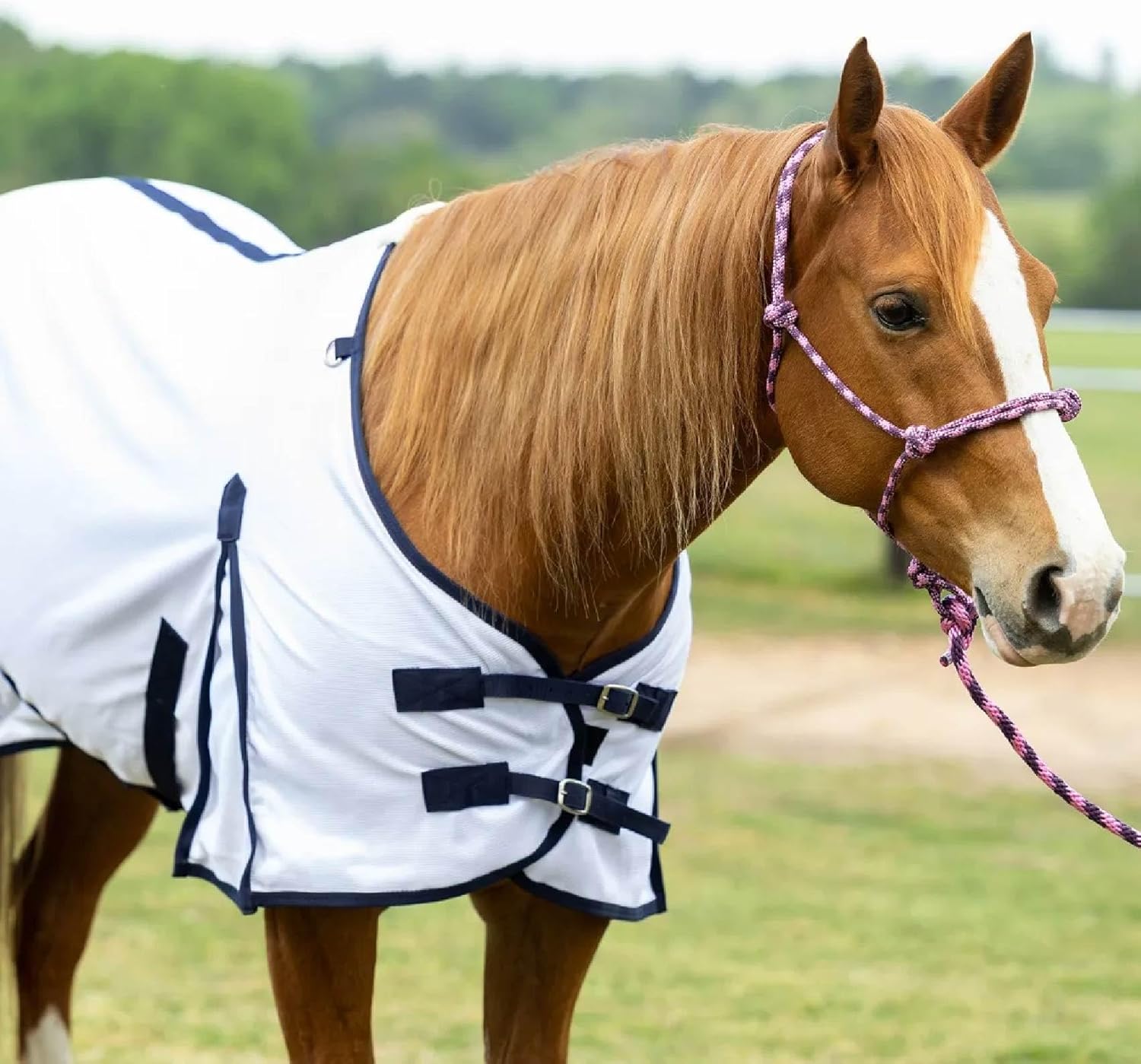 Reinsman Fly Sheet - Lightweight Breathable Ventilated Non-Slip Standard Neck Summer Mesh Sheet for Horses, White - 81"