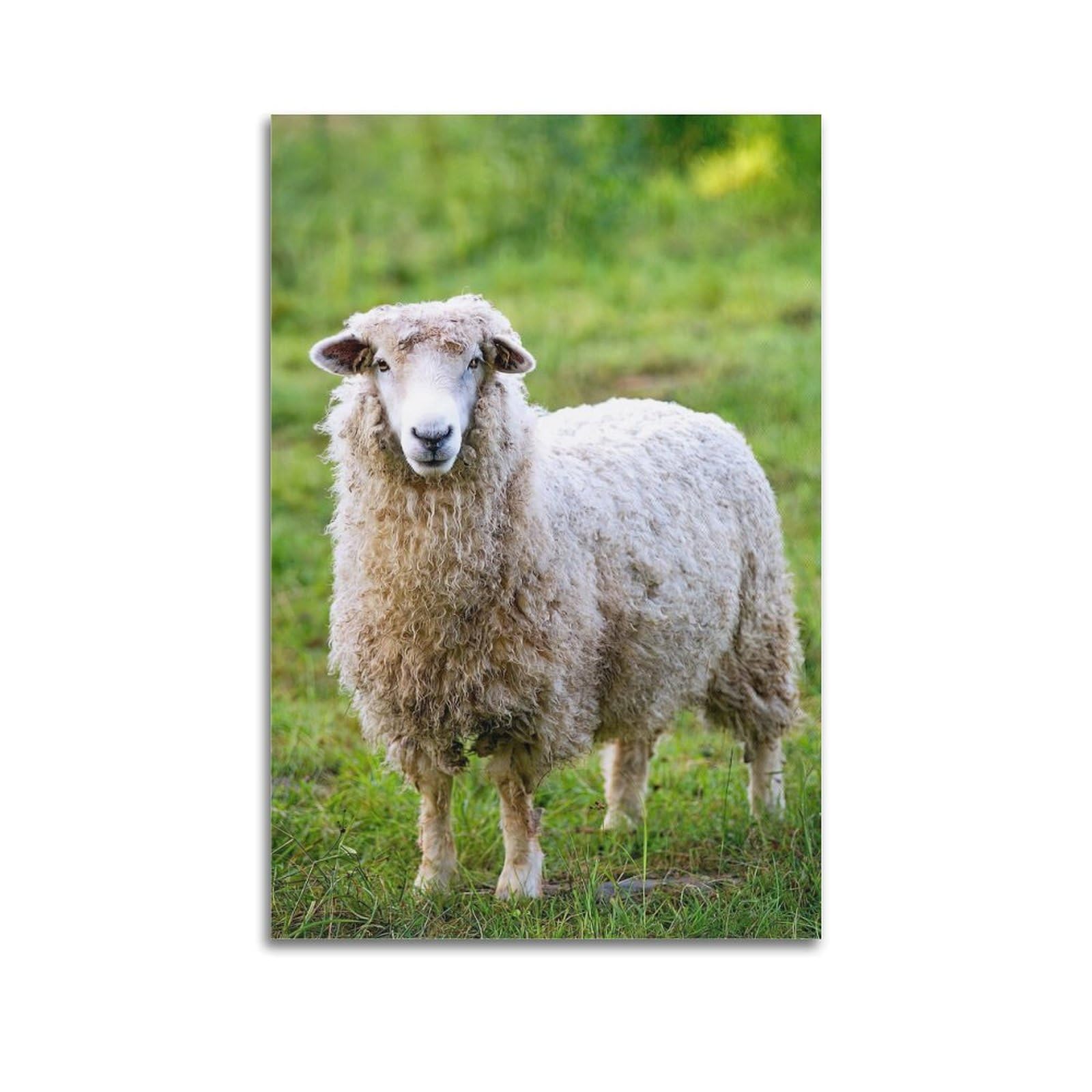Animal Poster Romney Sheep Decorative Canvas Wall & Art Poster Painting 24x36inch(60x90cm)