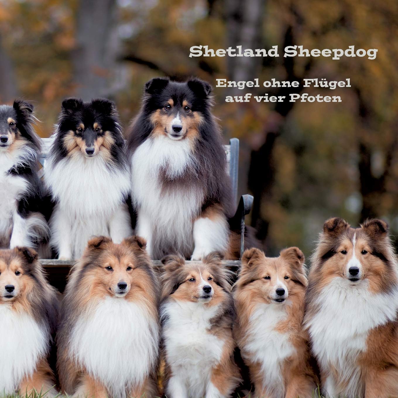 Shetland Sheepdog (German Edition)