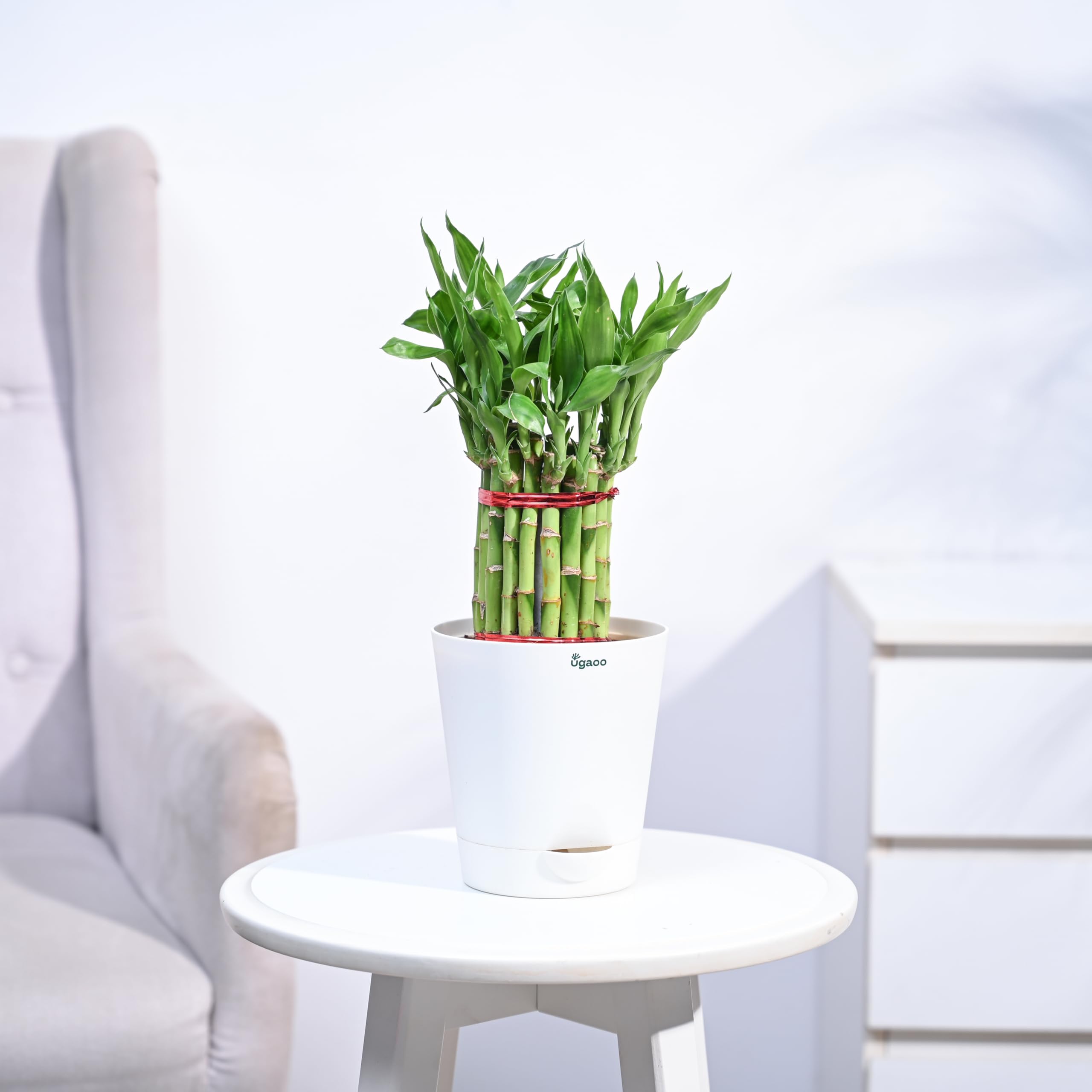 UGAOO Lucky Bamboo Plant Medium | Indoor Live Plant with Self watering Pot for Living Room, Home, Office, Table, Kitchen & Desk Decor | Feng Shui Plant
