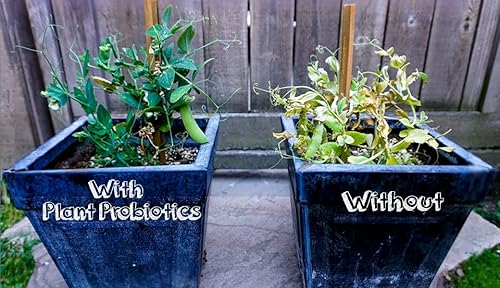 Miniatura 3 de Probióticos vegetales (bolsa de 2 onzas)