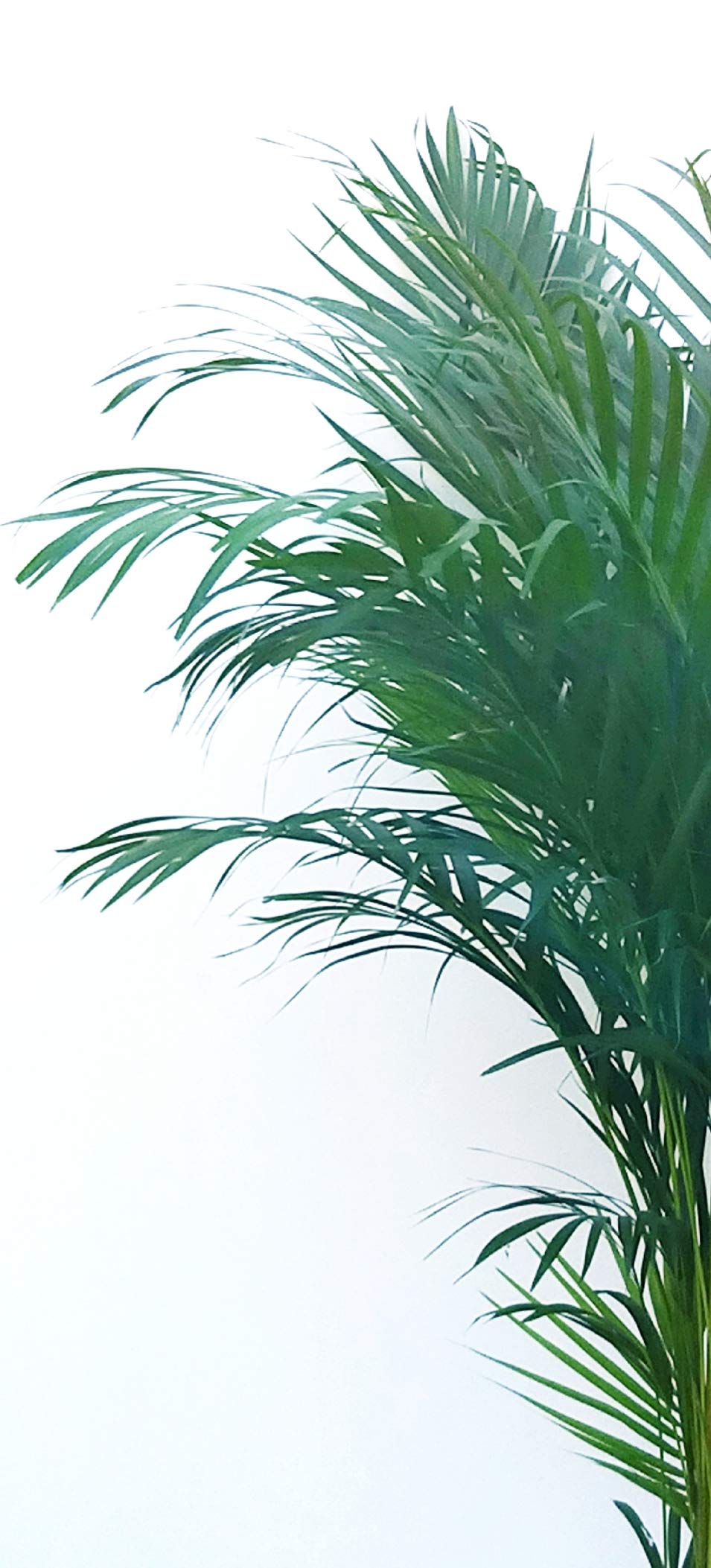 POWERS TO FLOWERS - ARECA, PALMA DI ARECA IN VASO VIMINI altezza 150cm, pianta vera