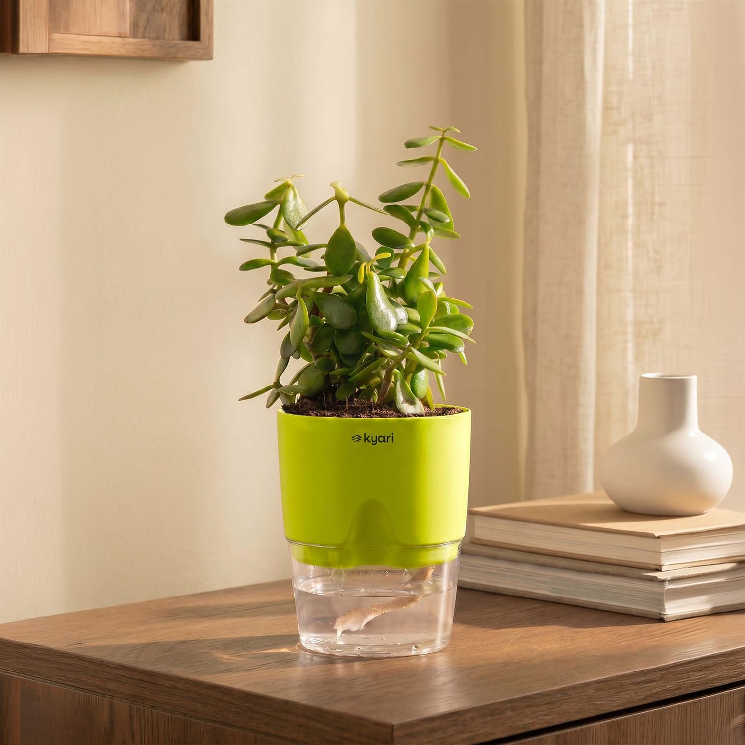 Good Luck Jade Plant Live Indoor Plant with Green Self Watering Pot 4 Inch for Home, Office, Living Room, Desk - Lucky Feng Shui Vastu Money Tree Plant