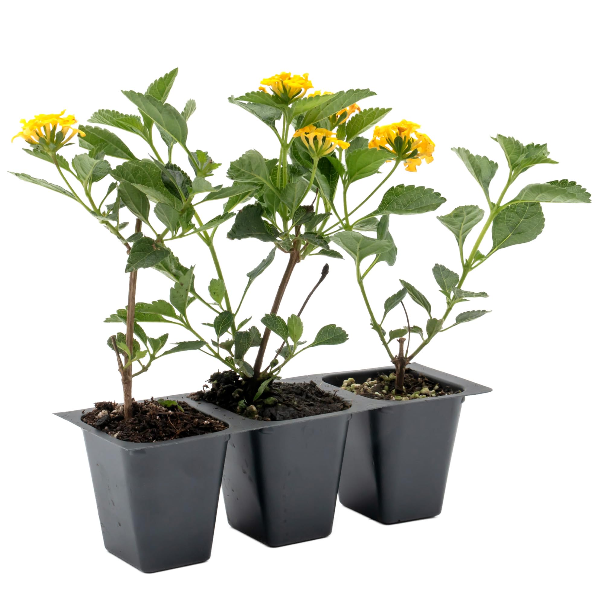 New Gold Lantana 3-Pack