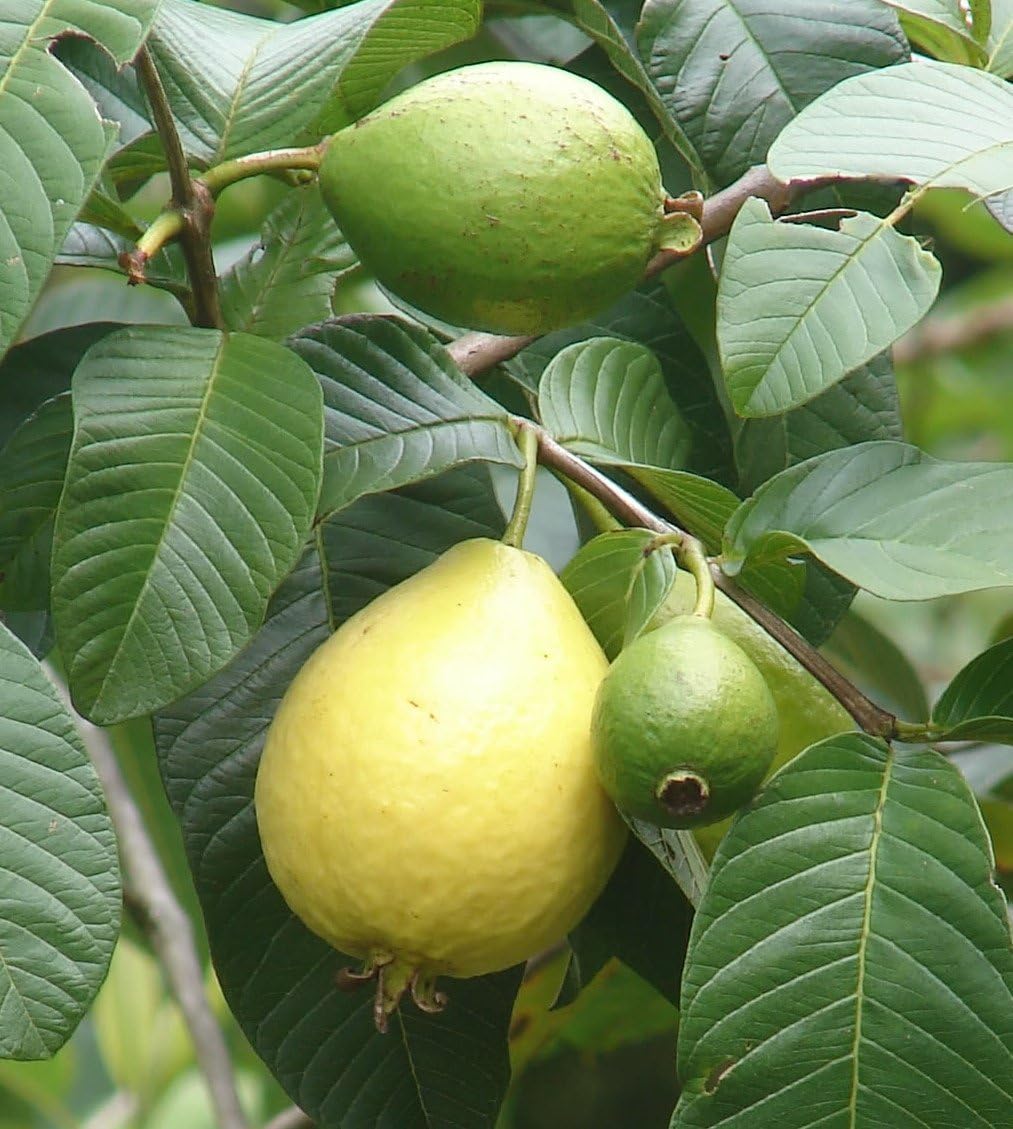 15 seeds Common Guava Psidium Guajava Fruit Tree